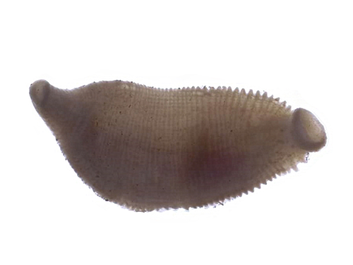 Benthic specimen